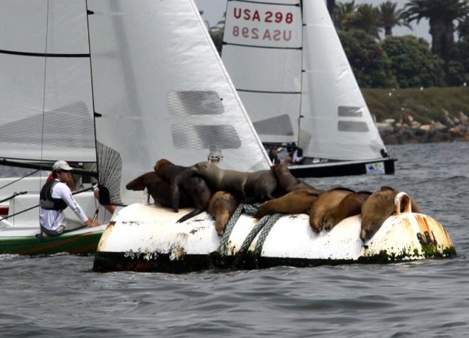 Sea lions enjoyed front row seats - Day 1 - Ullman Sails Long Beach Race Week 2011 © Rich Roberts http://www.UnderTheSunPhotos.com